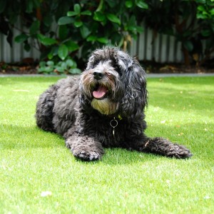 artificial-grass-for-dogs