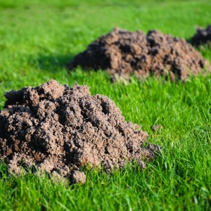 moles-molehills moles-molehills