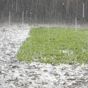 why choose artificial grass_148484927 why choose artificial grass_148484927